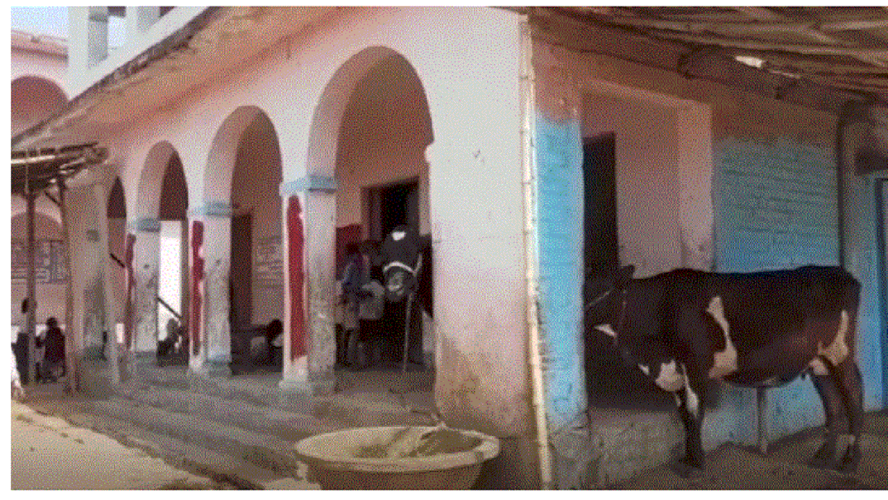 Begusarai News :  पोखरिया का पाठशाला बना तबेला, स्कूल में बच्चों के साथ पढ़ रही गाय और बकरियां