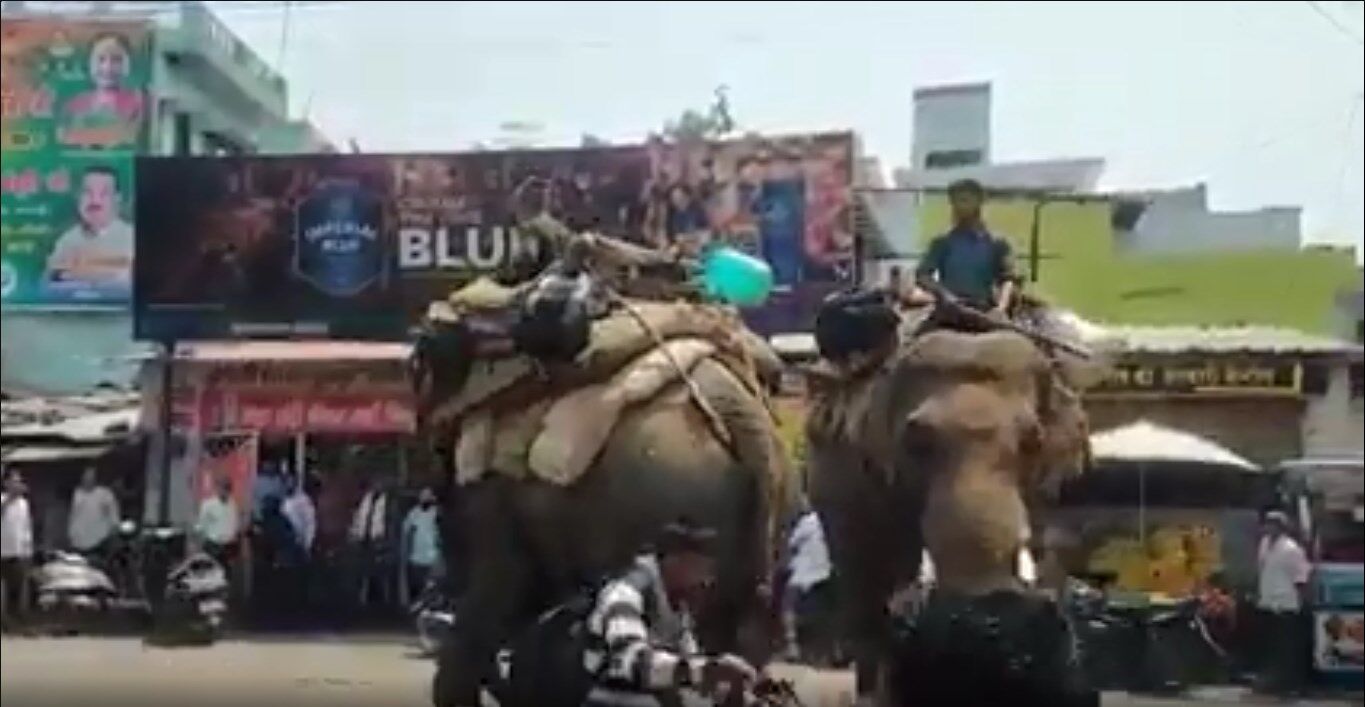 The Corbett Tiger Reserve: इंसानी बस्ती में आने पर दहशतजदा हुए Corbett Tiger Reserve के हाथी