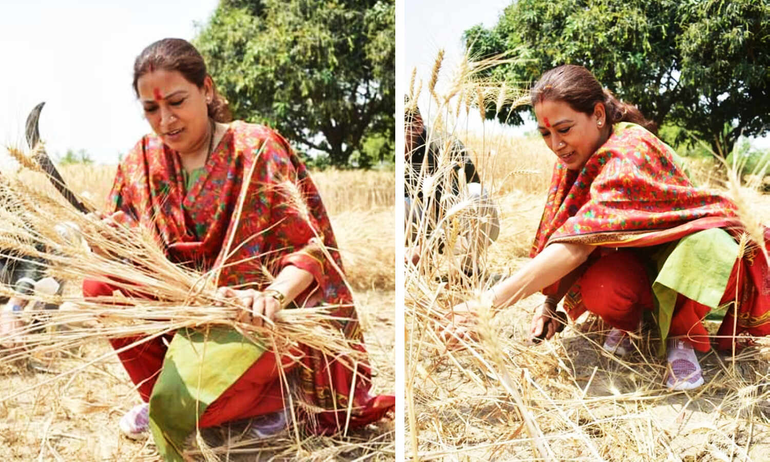 Uttarakhand Cabinet Minister : चिलचिलाती धूप में महिलाओं के साथ गेंहू काटने लगी यह कैबिनेट मंत्री, देखें तस्वीरें