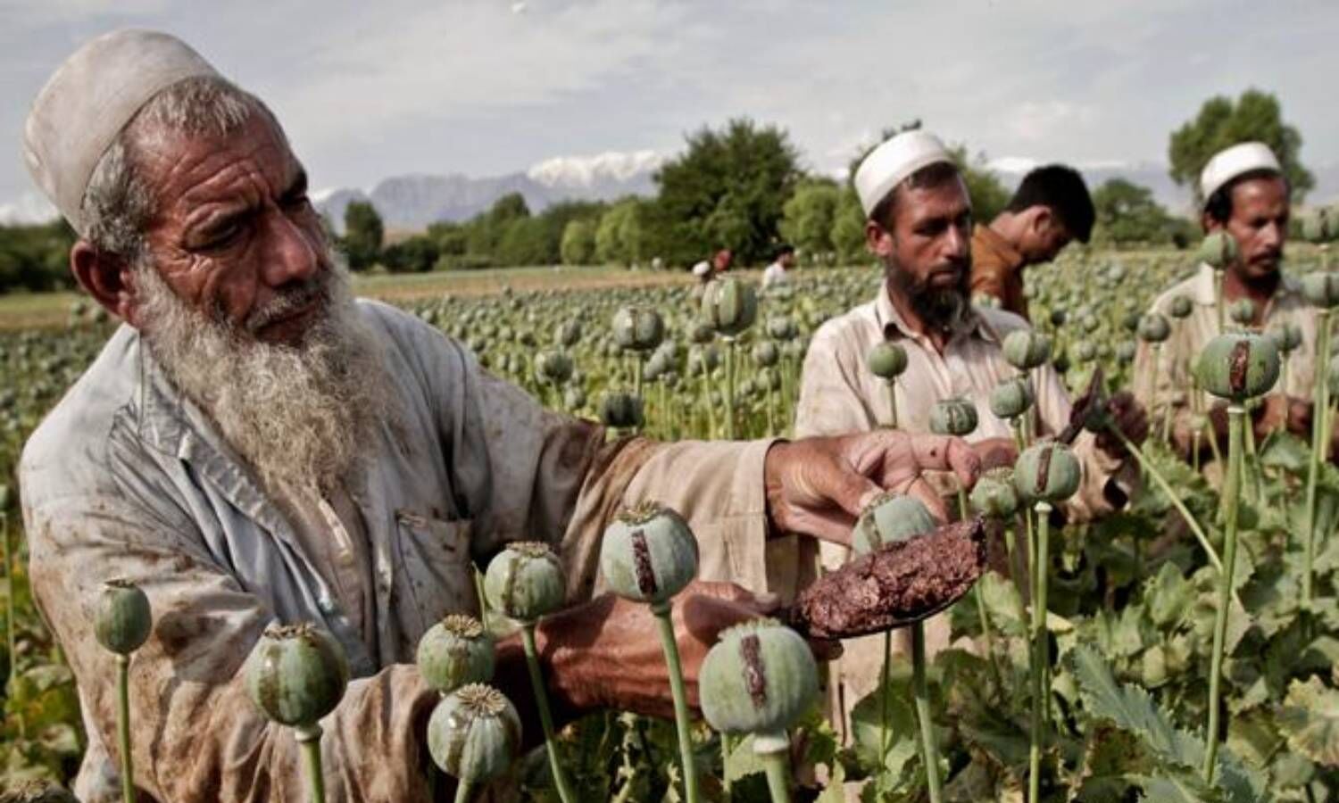 Opium Smuggling :  गुजरात के 1600 किलोमीटर लंबे समुद्री तट का इस्तेमाल कर पंजाब में हो रही अफीम की तस्करी, जानिए क्या है पूरा मामला?