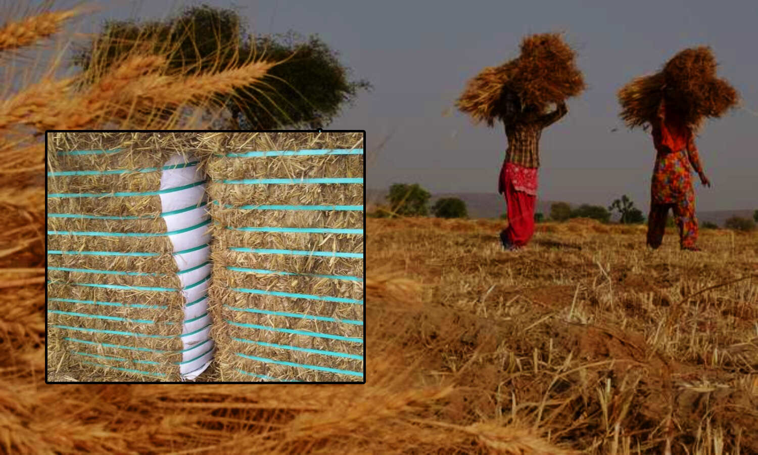 Uttarakhand में लॉ एंड ऑर्डर की बड़ी समस्या बन सकता है भूसा, राज्य से बाहर ले जाने पर लगी पाबंदी Uttarakhand में लॉ एंड ऑर्डर की बड़ी समस्या बन सकता है भूसा, राज्य से बाहर ले जाने पर लगी पाबंदी