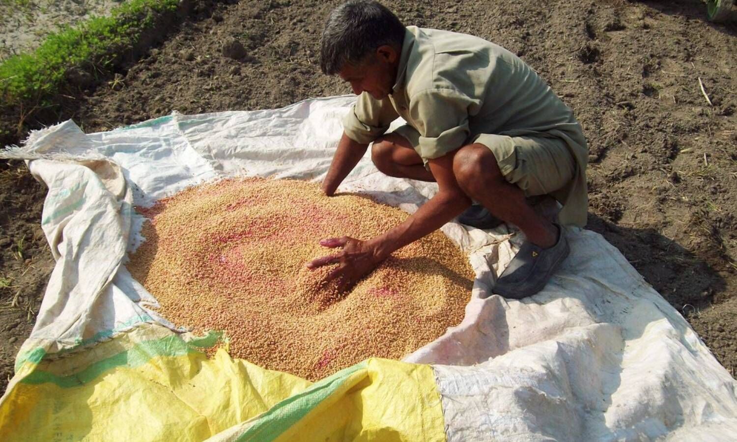 Wheat Price Rise in India : महंगाई हमारी थाली से रोटी छीनने को भी कैसे है तैयार? जानिए कैसे ब्रेड और बिस्किट की भी हो सकती है किल्लत?