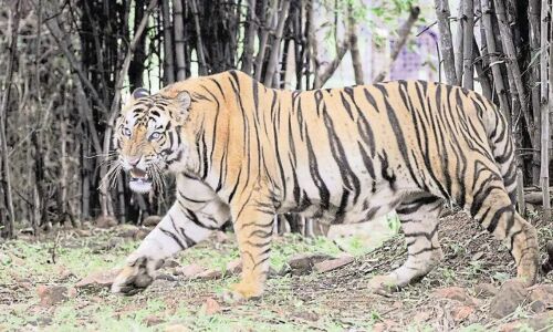 Pilibhit News: Pilibhit Tiger Reserve में मिला बाघ के शावक का शव, वन विभाग के उड़े होश Pilibhit News: Pilibhit Tiger Reserve में मिला बाघ के शावक का शव, वन विभाग के उड़े होश