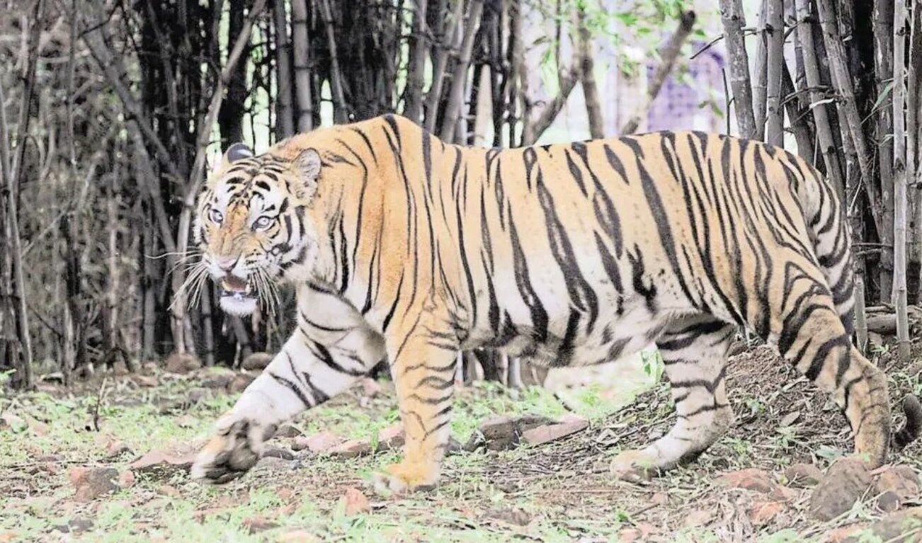 Pilibhit News: Pilibhit Tiger Reserve में मिला बाघ के शावक का शव, वन विभाग के उड़े होश