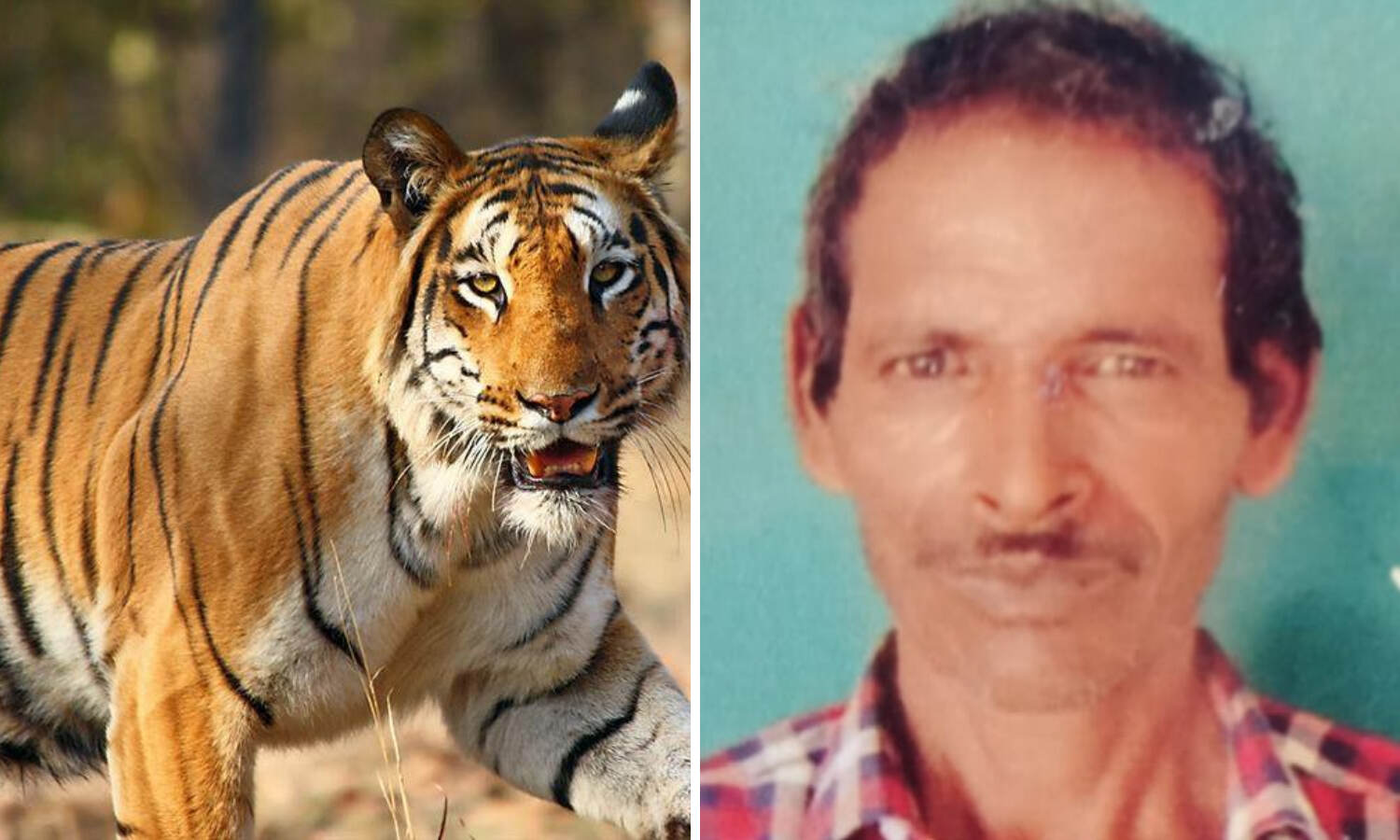 Udham Singh Nagar News : उत्तराखंड के जंगल में बाघ ने इस आदमी को बनाया शिकार,क्षत विक्षत शव बरामद - दहशत में लोग