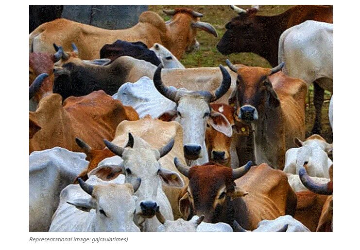 UP News : आवारा पशुओं को चारा न देने पर बीडीओ-डॉक्टर्स को नोटिस, ग्राम प्रधान और सचिवों के खिलाफ FIR