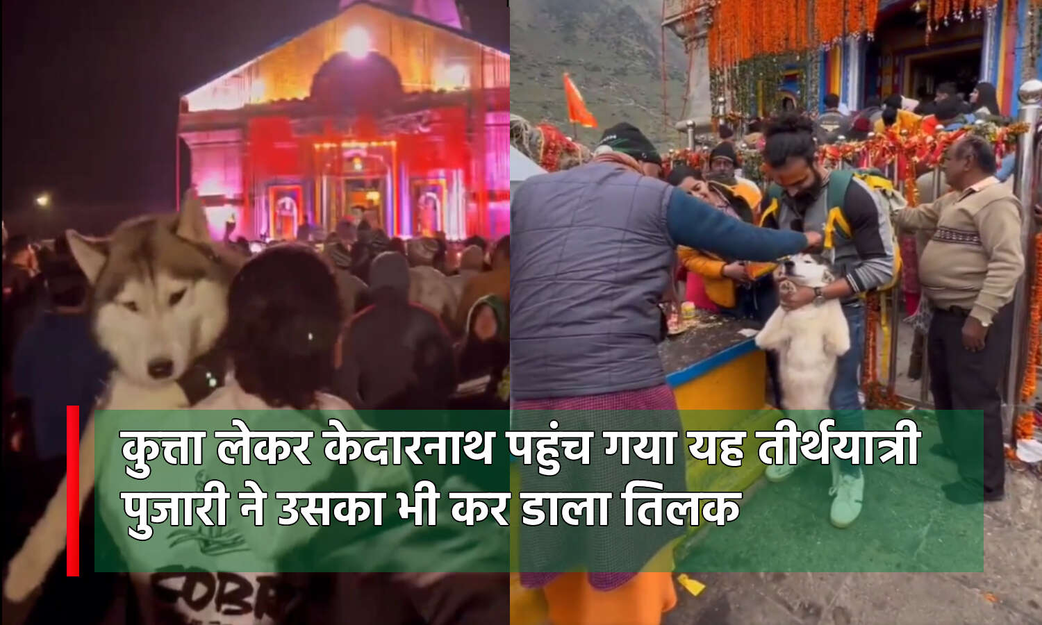 Char Dham Yatra : कुत्ता लेकर केदारनाथ पहुंच गया यह तीर्थयात्री, नंदी को करवाया पंजों से स्पर्श तो पुजारी ने भी कर डाला कुत्ते का तिलक