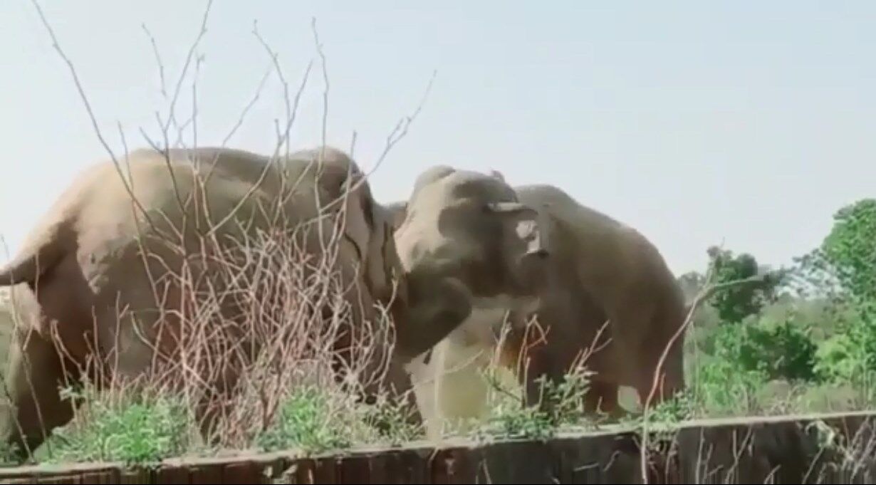 Dehradun News: राजाजी नेशनल पार्क में हाथियों की खूनी भिडंत, मादा हाथी को पाने के लिए हुई जंग,देखें वीडियो