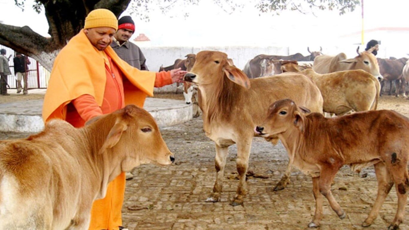 UP News: गाय दूध नहीं दे रही फिर भी पालना होगा ज़रूरी, नहीं तो किसान पर दर्ज होगा केस, जानिए क्या  है योगी सरकार का पूरा आदेश?