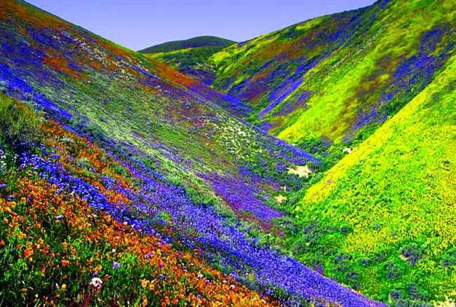 Valley of Flowers National Parks: कल से पांच महीने तक सैलानियों के लिए खुली रहेगी फूलों की घाटी,  दो साल से कोरोना की वजह से थी पाबन्दी