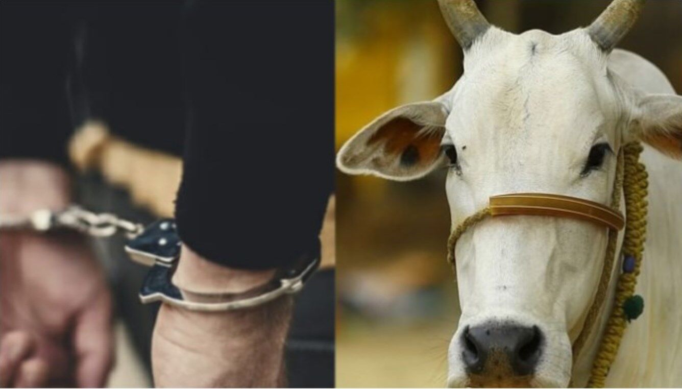 Maharashtra News: गाय से अप्राकृतिक सेक्स करने के आरोप में 22 साल का दीपक राजवाड़े गिरफ्तार, ऐसे घटना को दिया अंजाम