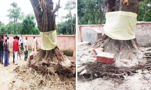 Bihar News : आंधी में गिरा पेड़ अगली सुबह उठ खड़ा हुआ, लोग चमत्कार मानकर पूजने लगे