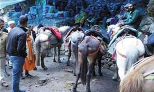 Char Dham Yatra: केदारनाथ में घोड़ों की मौत पर हाई कोर्ट हुआ सख्त, सरकार-डीएम-पशुपालन विभाग से मांगा जवाब, कमेटी बनाने के निर्देश