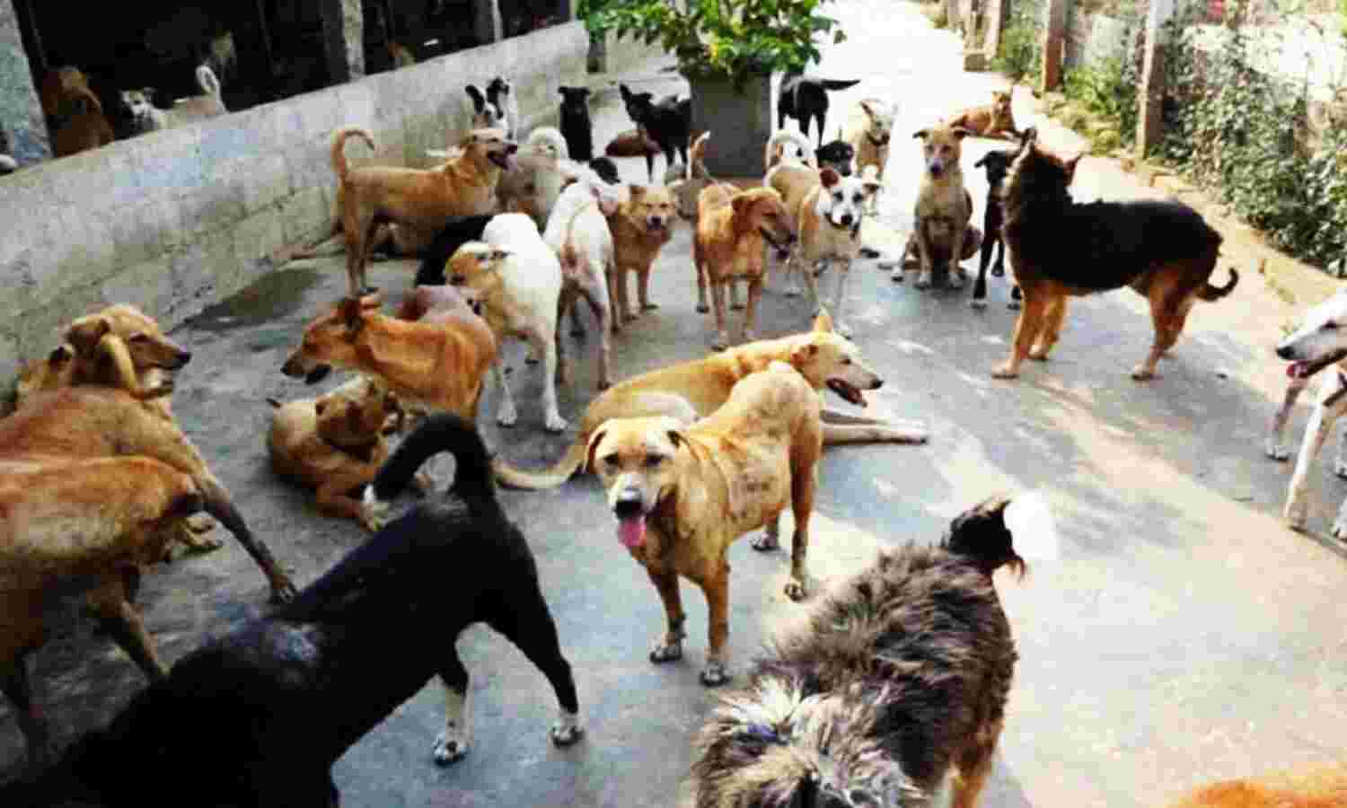 Delhi Crime News : नाबालिगों ने दर्जन भर कुत्तों के साथ की हैवानगी, बेरहमी से उतारा मौत के घाट