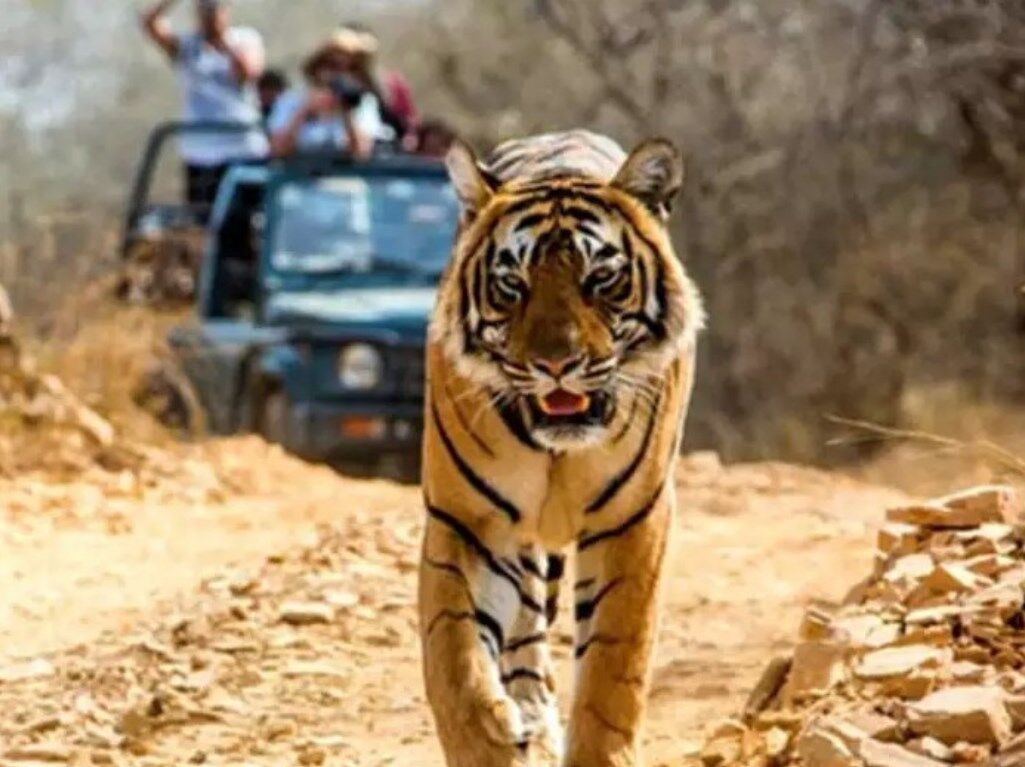 Jim Corbett National Park: पर्यटन सीजन के आखिरी दिन कॉर्बेट पार्क में बाघ ने मजदूर को उतरा मौत के घाट