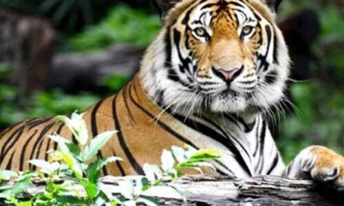 Haldwani News: हल्द्वानी में आदमखोर बाघ की वापसी, इस बार महिला बनी सातवीं शिकार