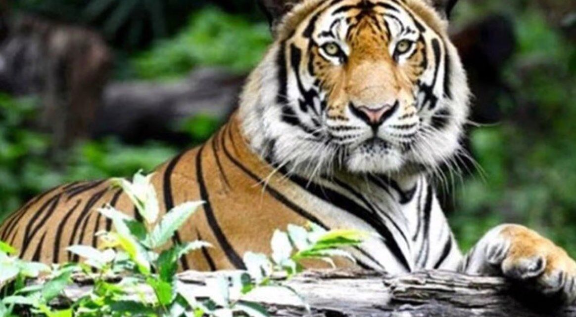 Haldwani News: हल्द्वानी में आदमखोर बाघ की वापसी, इस बार महिला बनी सातवीं शिकार