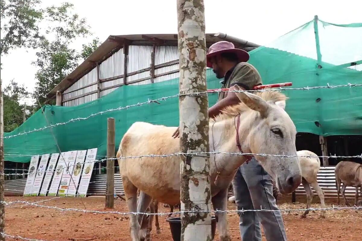 Donkey Milk Farming: IT की नौकरी छोड़ गधी को पालना किया शुरू, अब घर बैठे कर रहा लाखों की कमाई