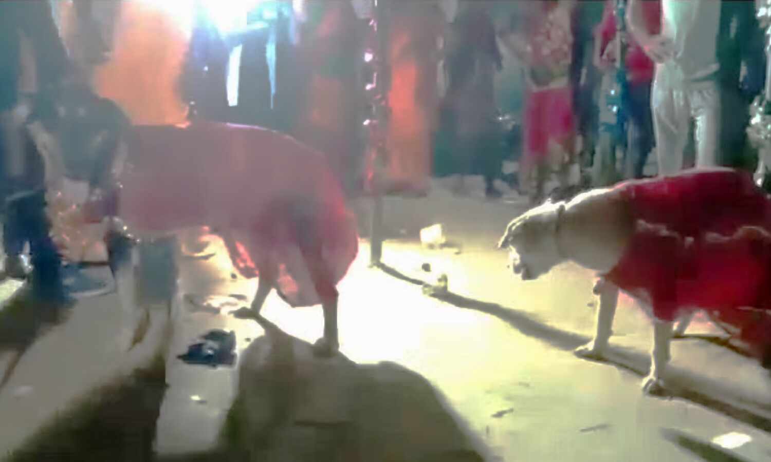 Bihar News : शाही अंदाज में हुई कुत्ते-कुतिया की अनोखी शादी, विवाह में 400 लोग शामिल