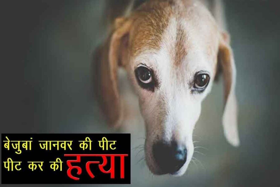 Uttarakhand News: बाप बेटे ने कुत्ते को पीटकर मार डाला, बहू ने ससुर-देवर के खिलाफ दर्ज करा दिया मुकदमा