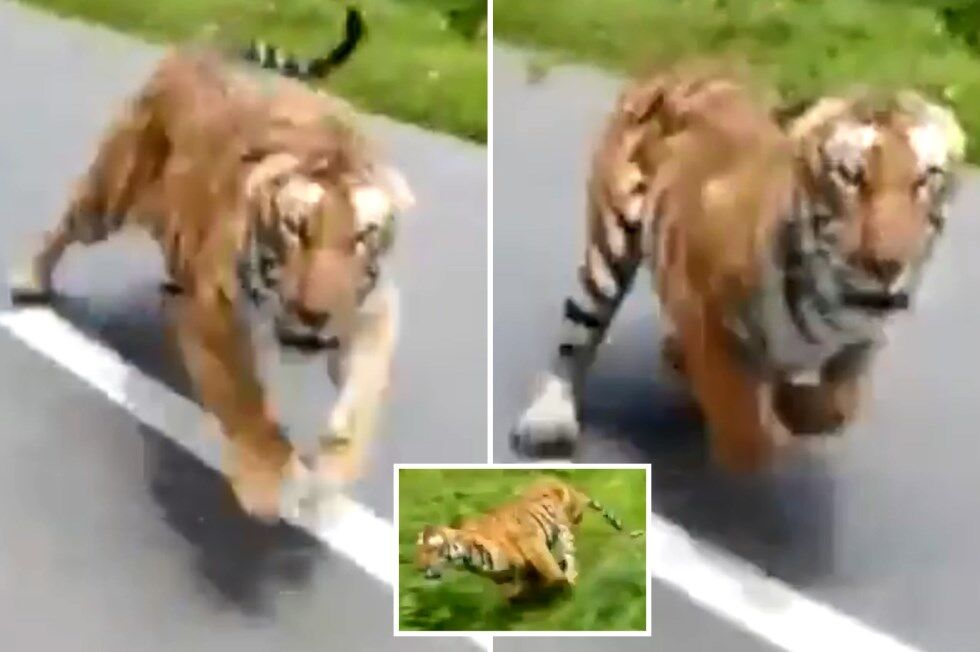 Ramnagar News: यूपी के लड़के को बाइक से उठा ले गया उत्तराखंड का बाघ, दोस्त के साथ अल्मोड़ा से लौट रहा था युवक