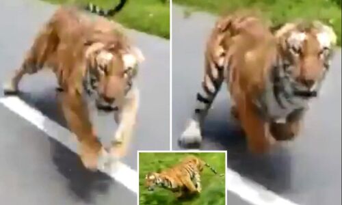 Ramnagar News: यूपी के लड़के को बाइक से उठा ले गया था बाघ, युवक का केवल हाथ हुआ बरामद, गुस्साए ग्रामीणों ने किया नेशनल हाइवे पर जाम