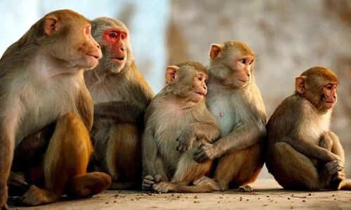 Bareilly News: पिता की गोद से चार माह के बच्चे को छीन ले गए बंदर, तीसरी मंजिल से नीचे फेंका,  मौके पर ही मौत