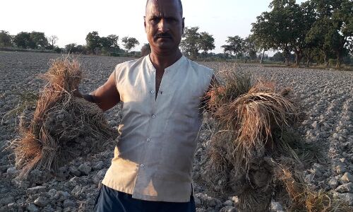 Lucknow News: UP में बारिश न होने से सूखे जैसे हालात, औसत से कम हुई बारिश