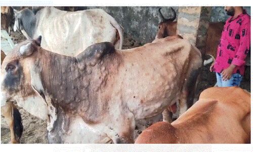 Gujrat : कच्छ में गायों में फैली बीमारी, हजारों मवेशियों की मौत, दहशत में किसान