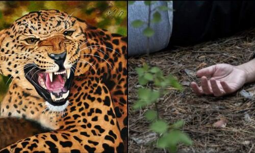 Dehradun News: बच्चे को स्कूल छोड़कर लौट रही महिला को गुलदार ने मार डाला, ग्रामीणों में दहशत Dehradun News: बच्चे को स्कूल छोड़कर लौट रही महिला को गुलदार ने मार डाला, ग्रामीणों में दहशत