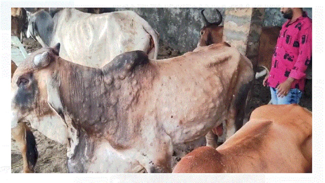Gujrat : कच्छ में गायों में फैली बीमारी, हजारों मवेशियों की मौत, दहशत में किसान