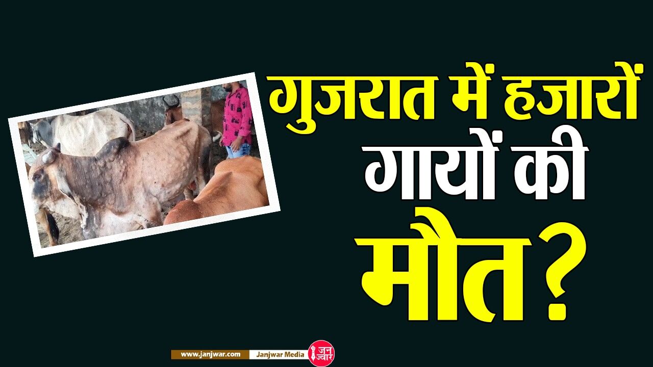 Gujrat : कच्छ में गायों में फैली महामारी, लाखों मवेशियों की मौत, दहशत में किसान