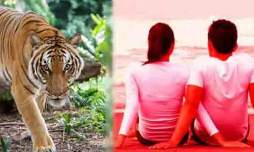 Bahraich News: घर से प्रेमी संग भागी प्रेमिका, लड़की की मोहब्बत में बदनाम हो गया टाइगर, जानें पूरा मामला