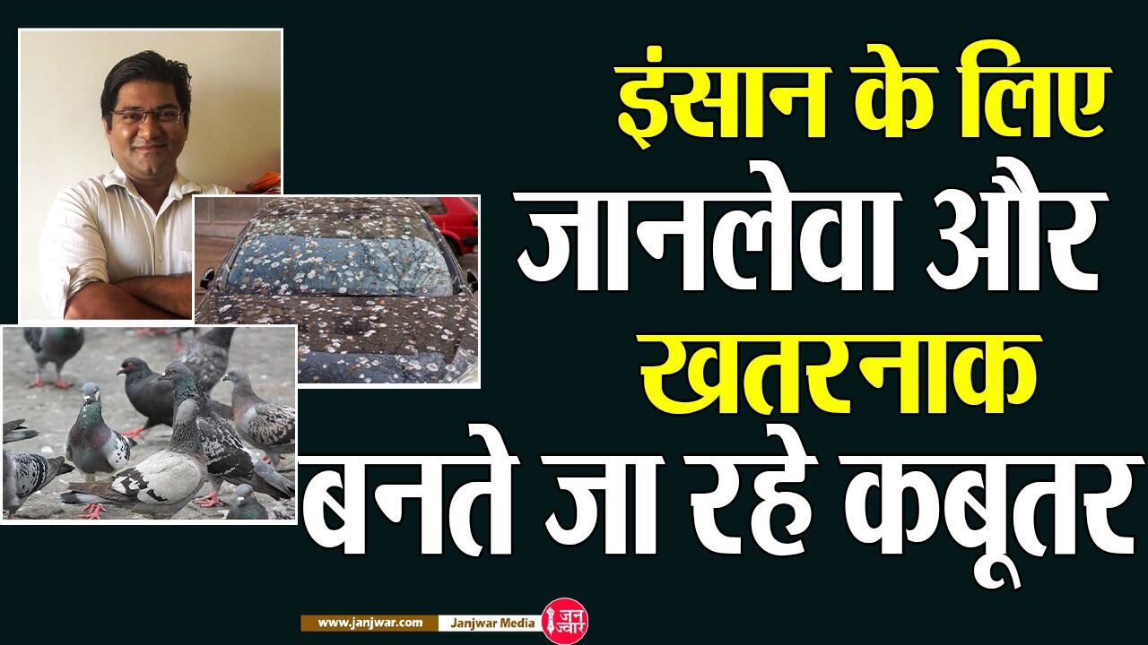 Pigeons are a Health Hazard: दुनियाभर में 40 करोड़ कबूतर जिनमें से ज्यादातर शहरों में, जानलेवा बनते इस पक्षी की अनियंत्रित वृद्धि अप्राकृतिक और परेशानियाँ बढ़ाने वाली