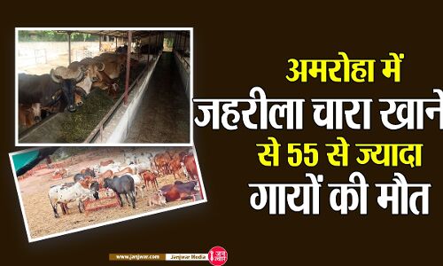 Amroha Cow Death: अमरोहा में जहरीला चारा खाने से 55 से ज्यादा गायों की मौत, जानिए क्या है पूरा मामला Amroha Cow Death: अमरोहा में जहरीला चारा खाने से 55 से ज्यादा गायों की मौत, जानिए क्या है पूरा मामला