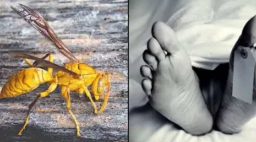 Champawat News: सड़क जाम के चलते न मिला इलाज, चम्पावत में ततैयों के हमले से 11 वर्षीय छात्र की मौत