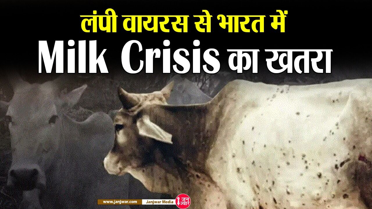 Lumpy virus : अभी तक 17000 से ज्यादा गायों की मौत, भारत पर मंडराया Milk Crisis का खतरा