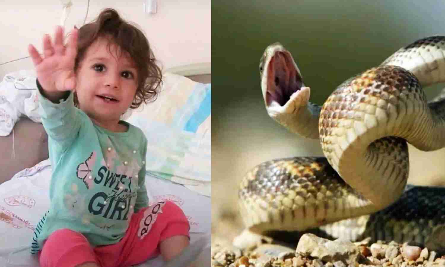 Turkey News : 2 साल की बच्ची को सांप ने काटा तो मासूम ने ले लिया बदला, गुस्से में आकर दांत से कर दिए दो टुकड़े
