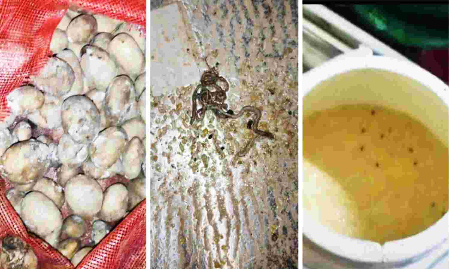 AIIMS News : एम्स हॉस्पिटल के मेस में मिल रहा कीड़े वाला खाना, सब्जियों में लगी फफूंदी, डॉक्टरों ने शेयर की तस्वीरें