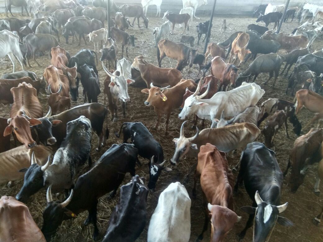 महाराष्ट्र की गौशाला में चारा-पानी न मिलने से मर रहीं गायें, बीमारी के चलते गौमाताओं पर पड़े हैं कीड़े
