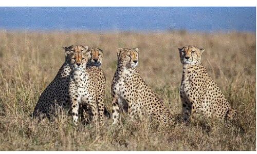 चरम बेरोजगारी और महंगाई के बीच भारत में चीता आया का शोर क्यों?