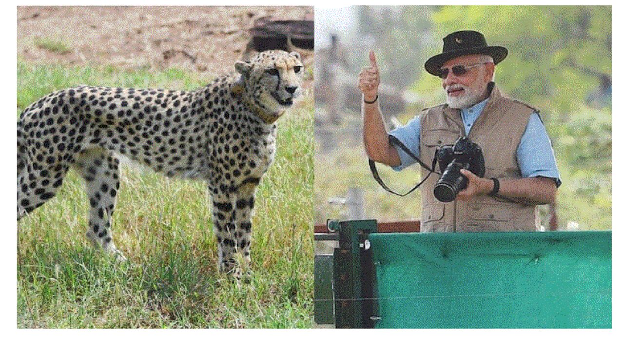 कुपोषण के लिए बदनाम एमपी के श्योपुर को पीएम मोदी ने विकास के नाम पर दिए 8 चीते, अब 27000 से ज्यादा बच्चे कुपोषण हो जाएंगे मुक्त?