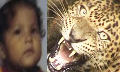 मां की पीठ से चिपटी बच्ची को खींच ले गया आदमखोर गुलदार, घर से डेढ़ सौ मीटर दूरी पर मिला क्षत-विक्षत शव : उत्तराखंड में खूंखार गुलदार का आतंक