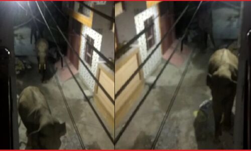 रिहायशी काॅलोनी में पहुंचा हाथियों का झुंड तो लोगों की अटकी सांसें, घंटों रहे घरों में कैद, राजाजी नेशनल पार्क का है मामला