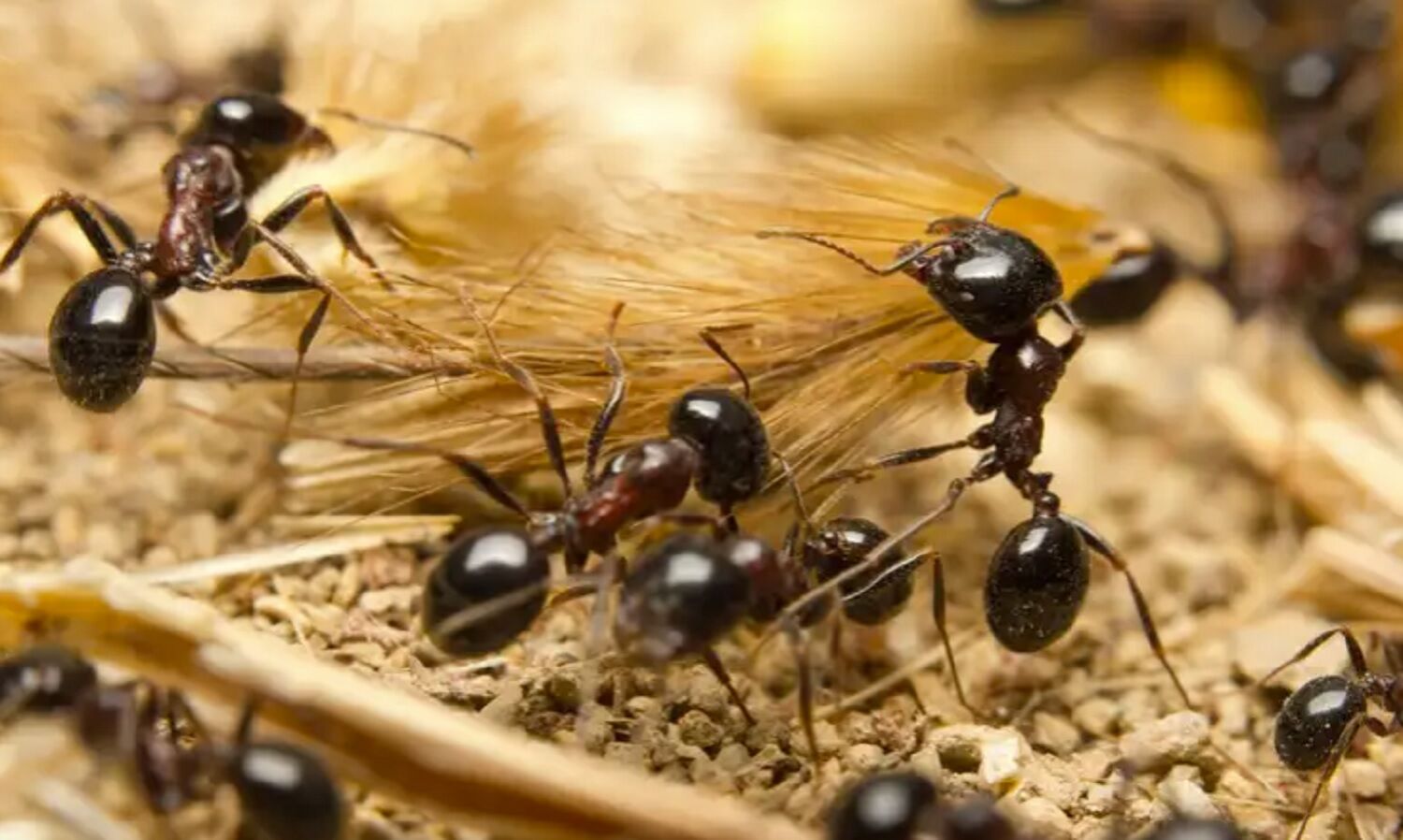 धरती पर मनुष्यों की जनसंख्या 8 अरब पार से भी ज्यादा, पर चीटियों की संख्या जानकर रह जायेंगे दंग—प्रति व्यक्ति 25 लाख से अधिक चीटियाँ धरती पर मनुष्यों की जनसंख्या 8 अरब पार से भी ज्यादा, पर चीटियों की संख्या जानकर रह जायेंगे दंग—प्रति व्यक्ति 25 लाख से अधिक चीटियाँ
