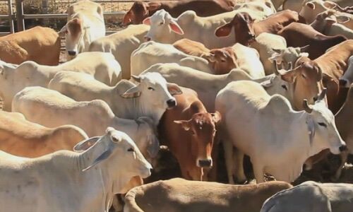 Rajasthan News : लंपी वायरस से गौमाता पर आए प्रकोप से बचाने के लिए हिमालय की जड़ी बूटियों एवं गौ घृत से दी आहुतियां