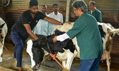 Lumpy Skin Disease : हिमजल प्रदेश में लंपी वायस के नए वेरिएंट से बढ़ी मुश्किलें, पशुओं की टांग और गले में भी आ रही सूजन