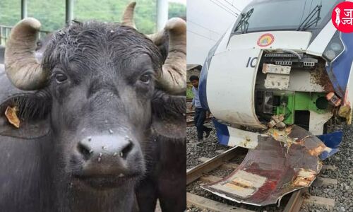 हादसे रोकने के लिए गाय व भैंसों के कानो को पेंट कराएगा IRC, सड़क सुरक्षा को लेकर हुई बैठक