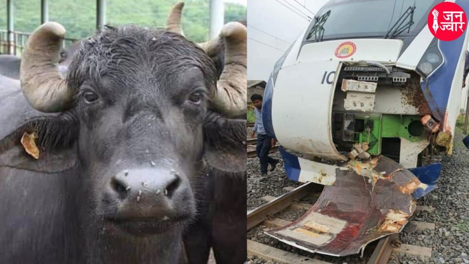 हादसे रोकने के लिए गाय व भैंसों के कानो को पेंट कराएगा IRC, सड़क सुरक्षा को लेकर हुई बैठक हादसे रोकने के लिए गाय व भैंसों के कानो को पेंट कराएगा IRC, सड़क सुरक्षा को लेकर हुई बैठक