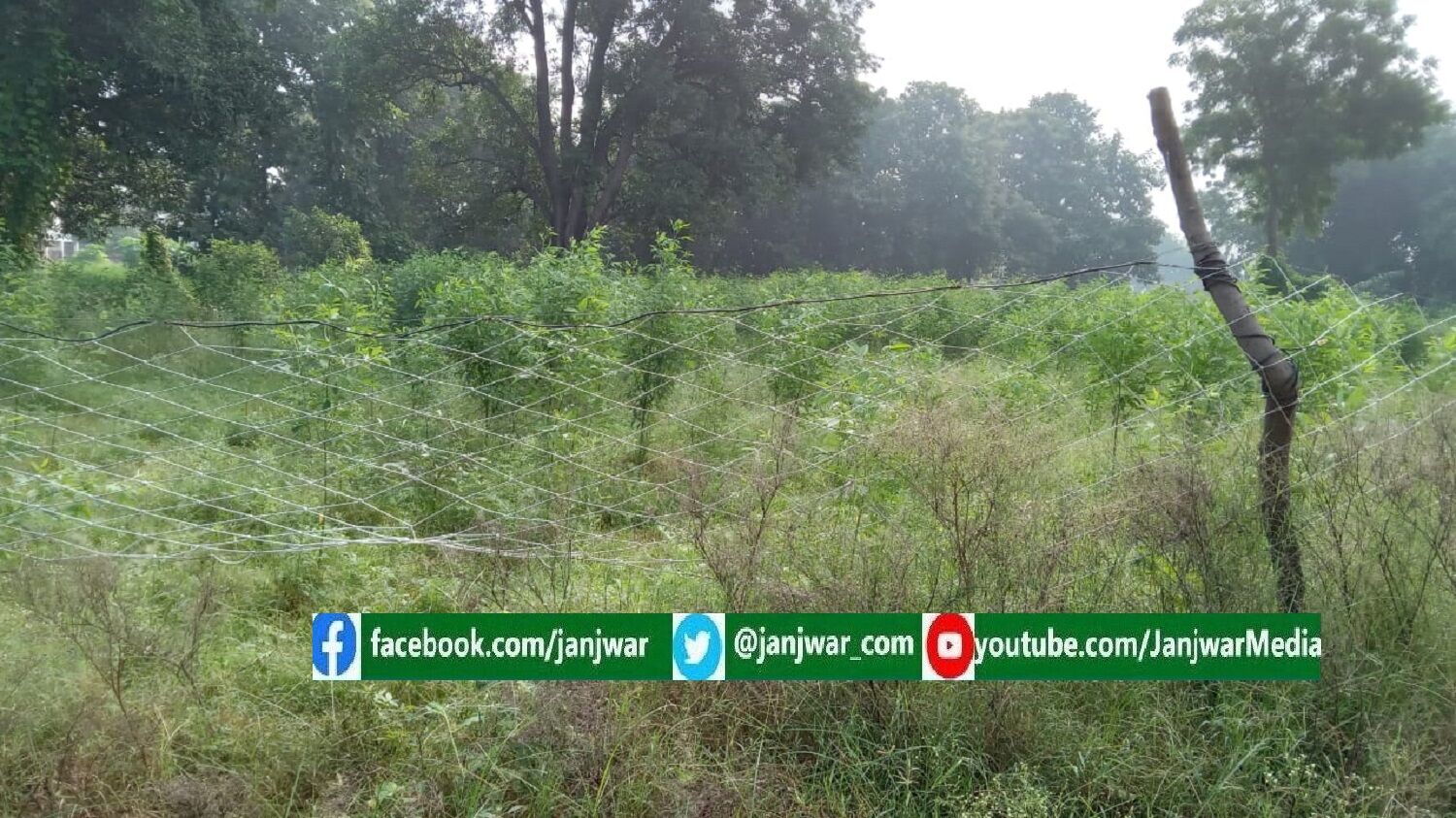 Ground Report : नीलगाय, छुट्टा पशुओं और कीड़ों ने कर दी पूर्वांचल से अरहर की विदाई, मोदी-योगी का किसानों की आय दोगुनी करने का दावा भी हवा-हवाई